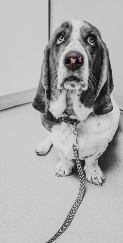 Lost dog sought
